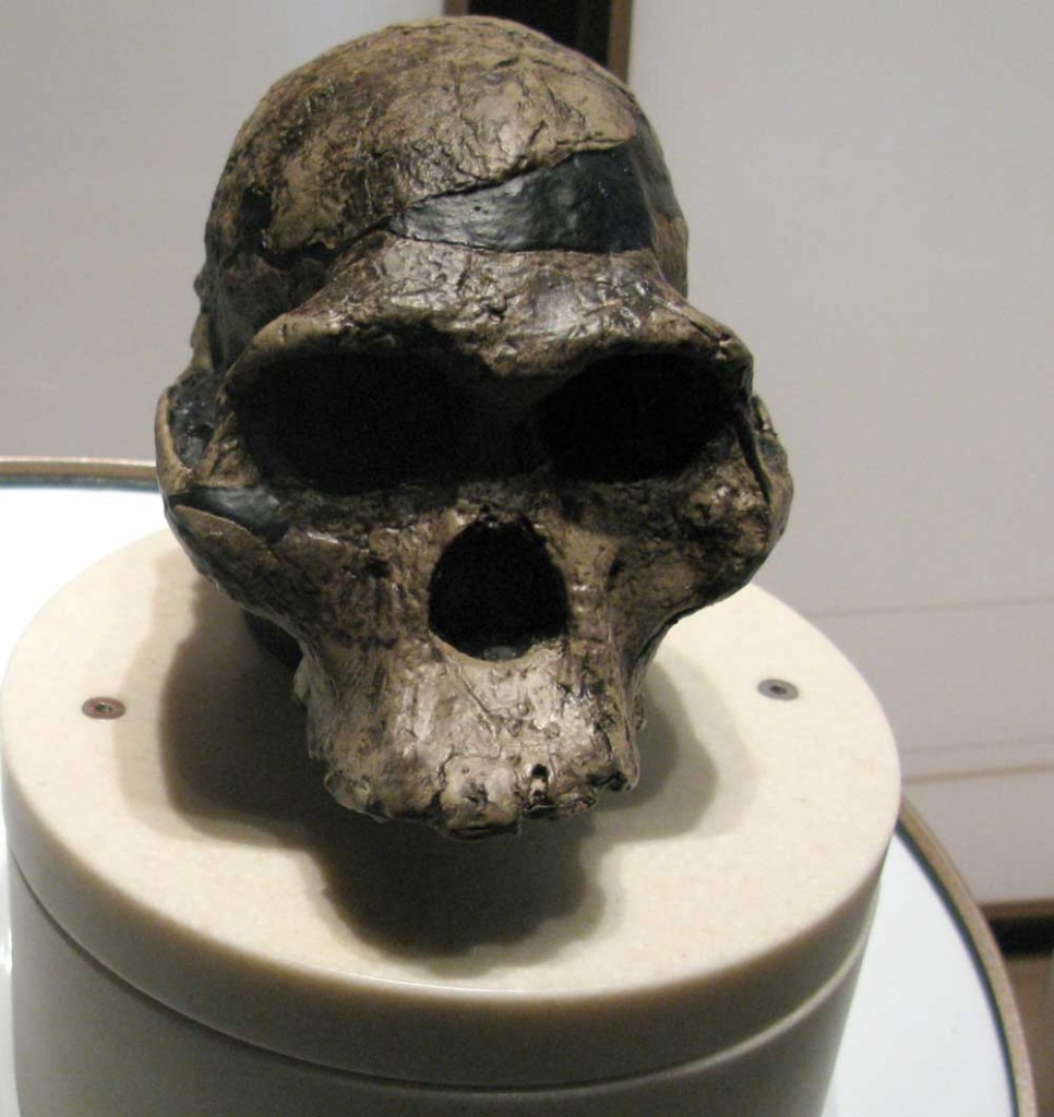 australopithecus africanus 