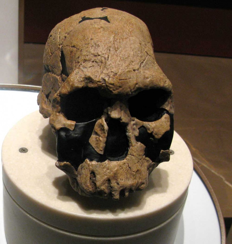 homo rudolfensis