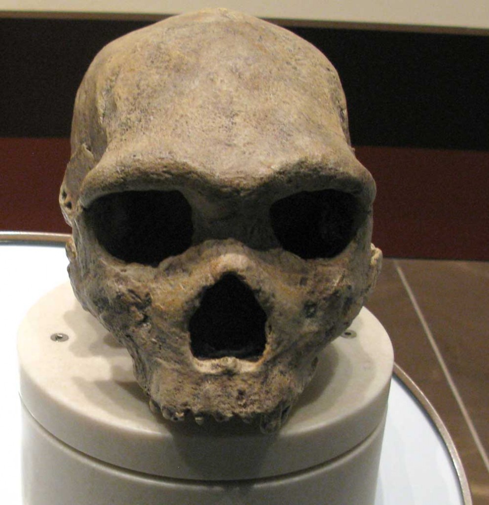 homo heidelbergensis
