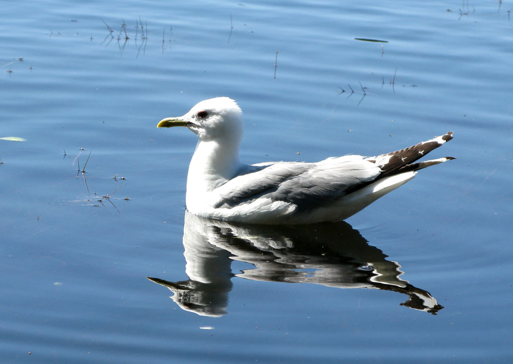 birds