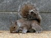 back to squirrels & bones