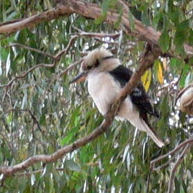 kokaburra wheatsheaf