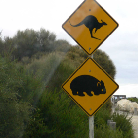 roo and wombat