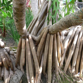 air roots