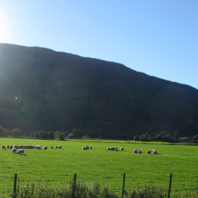 sheepies