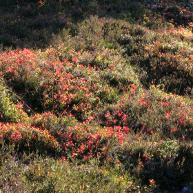 heather