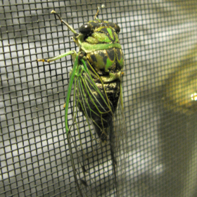 cicada
