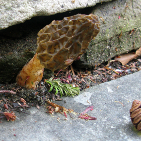 shroom