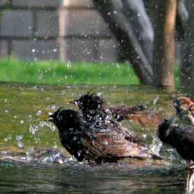 bird bath