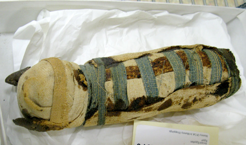 cat mummy
