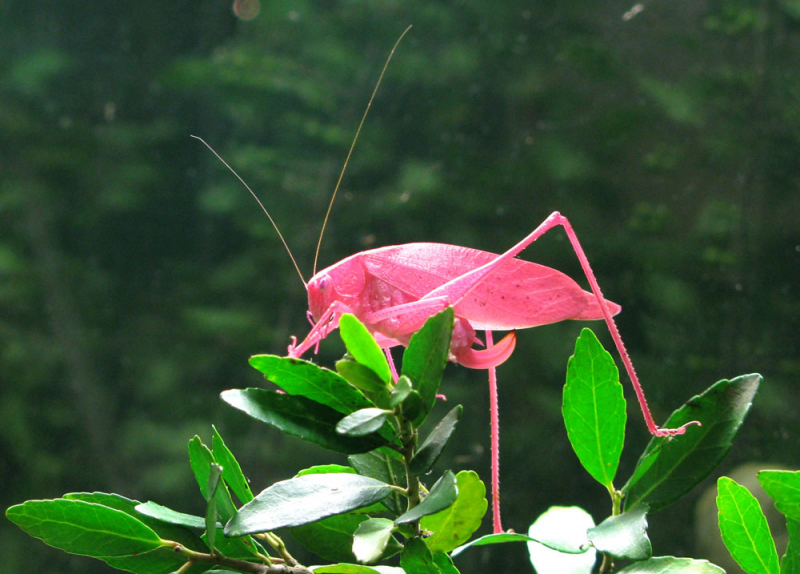 pink grasshopper