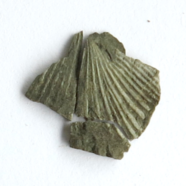 fossil