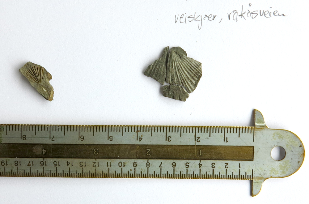 fossil