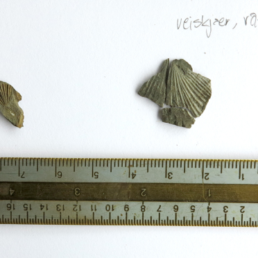 fossil