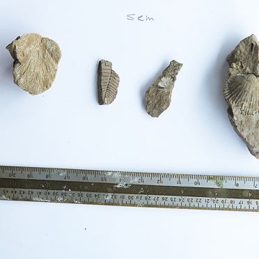 fossil