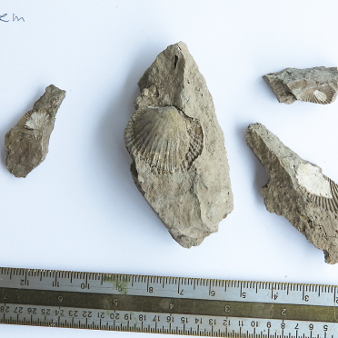brachiopod