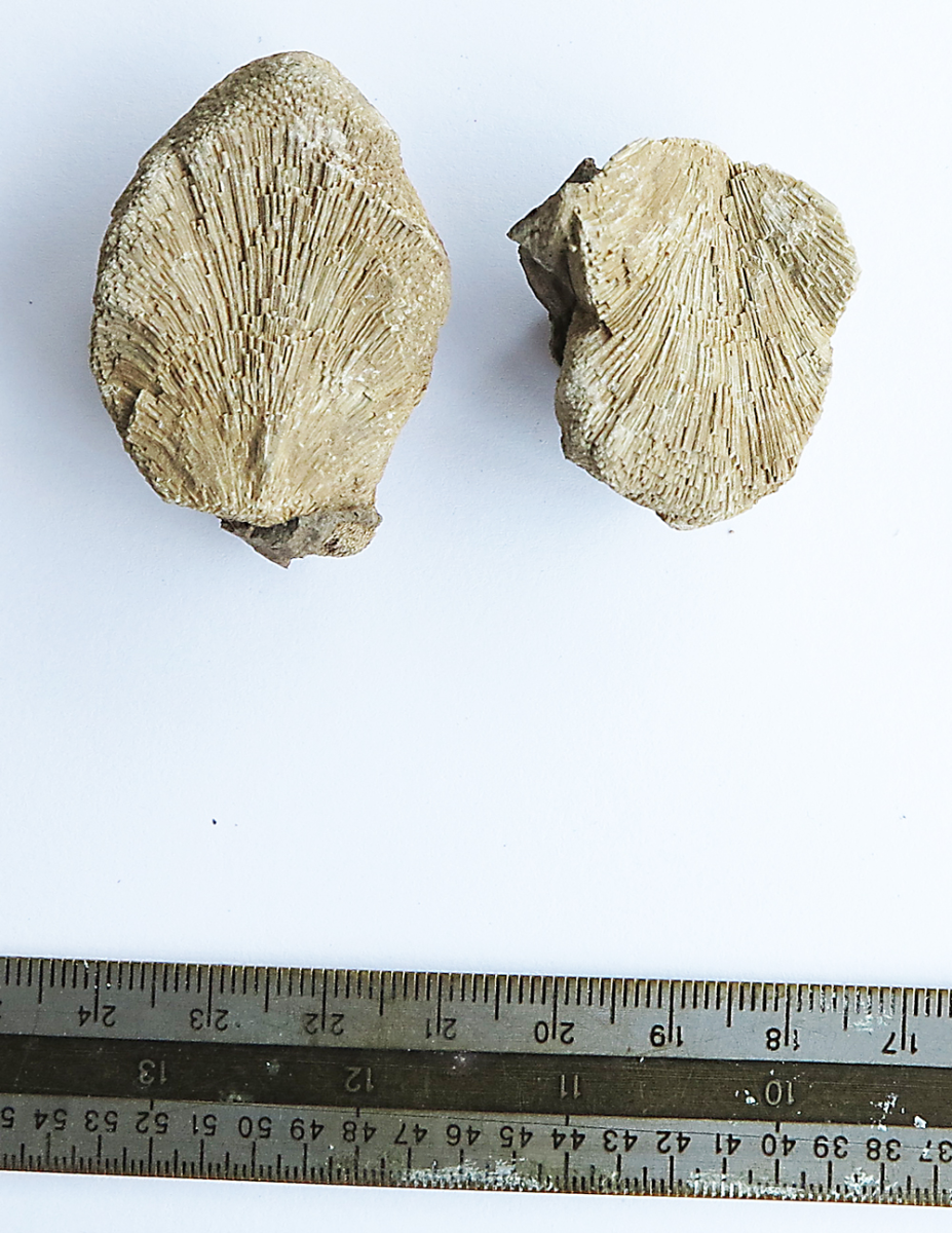 fossil