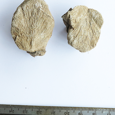 fossil