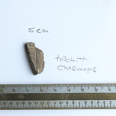 fossil