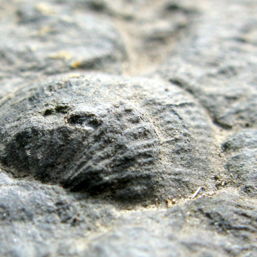 brachiopod