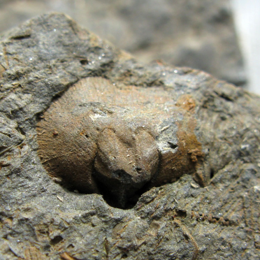 brachiopod