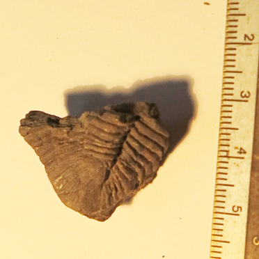trilobite