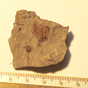 fossil