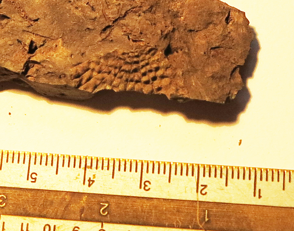 fossil