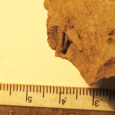 trilobite