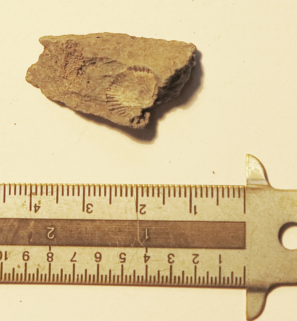brachiopod