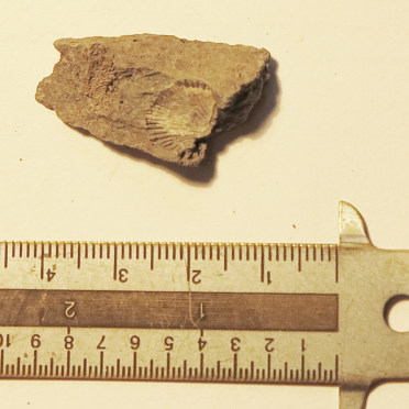 brachiopod