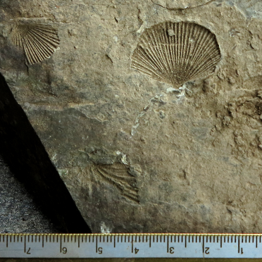 3xfossils