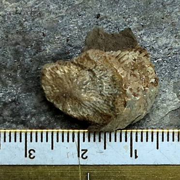 ? coral ?