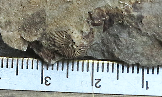 brachiopod?