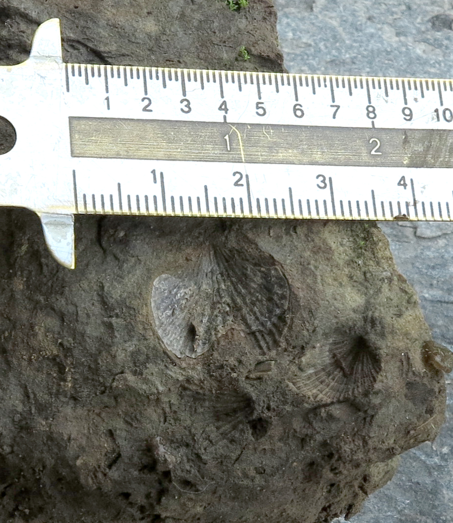 brachiopods