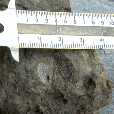 Fossils (and minerals)
