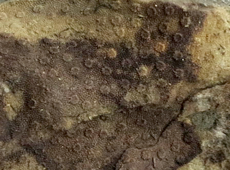 Bryozoa?
