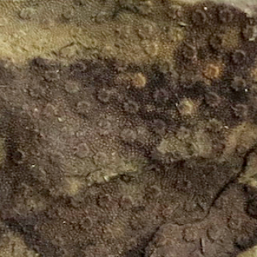 Bryozoa?