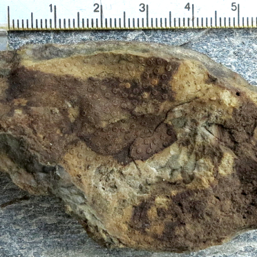 Bryozoa?