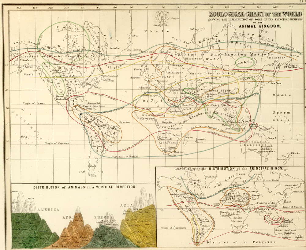 zoological chart