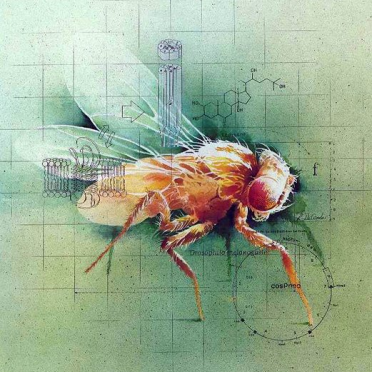 drosophila
