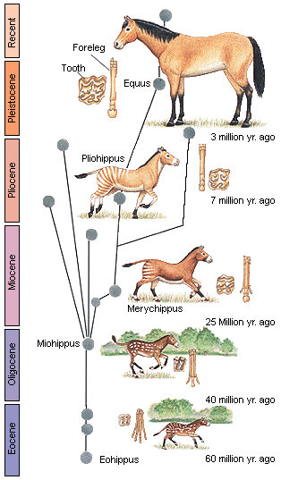 horses
