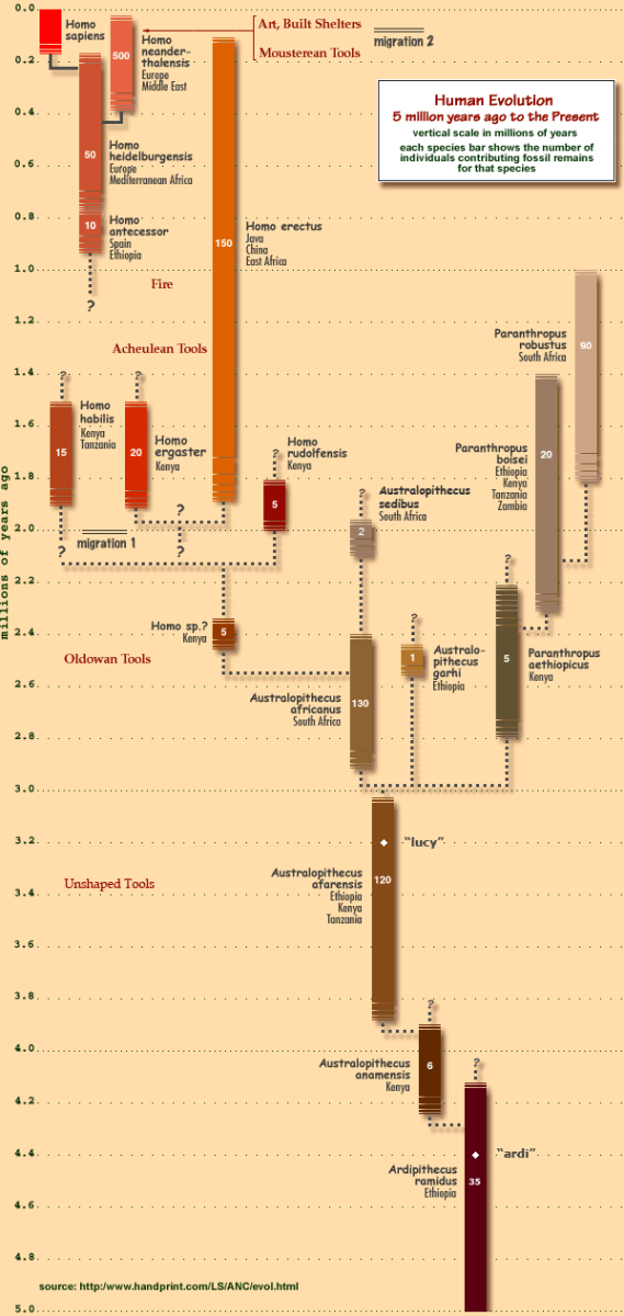 human evolution