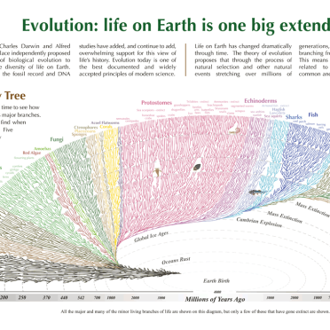 Evolution