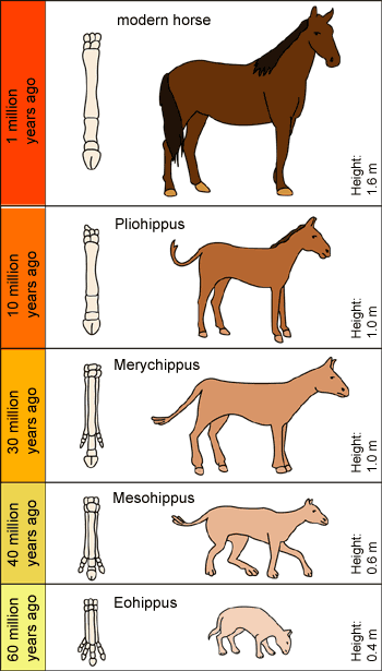 horses 2