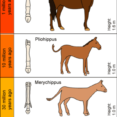 horses 2