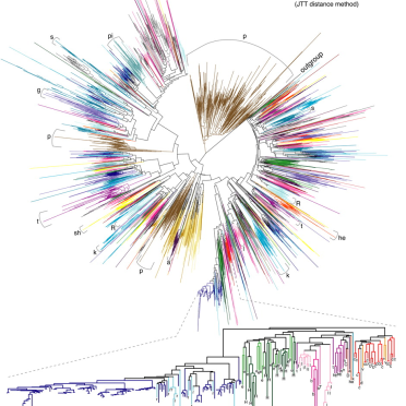phylogenetic