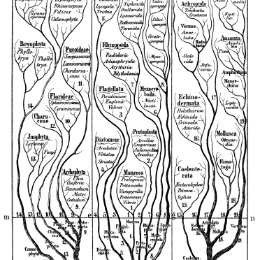 Haeckel