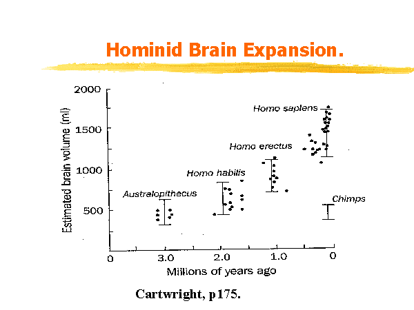 hominid brain