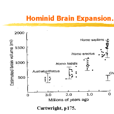 hominid brain